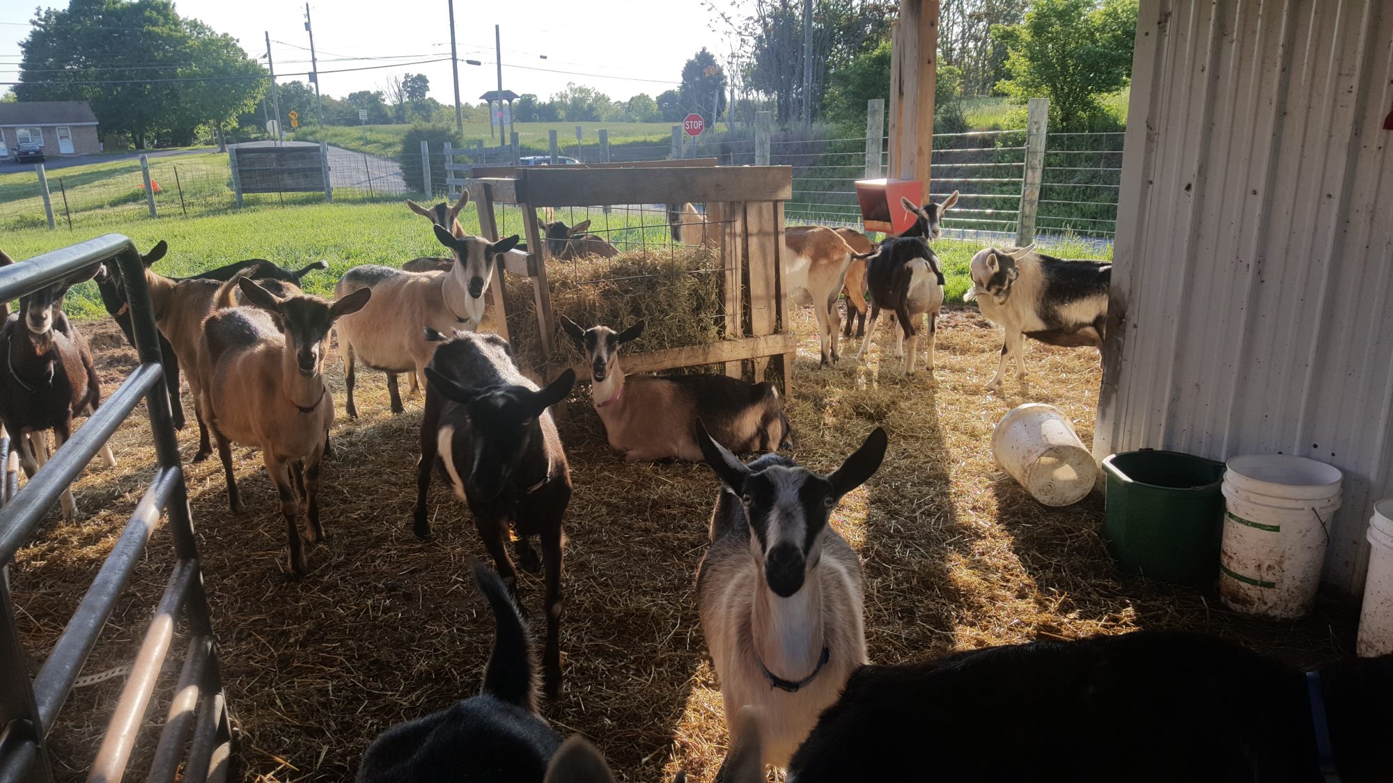 Farm Life Shepherd's Whey Creamery